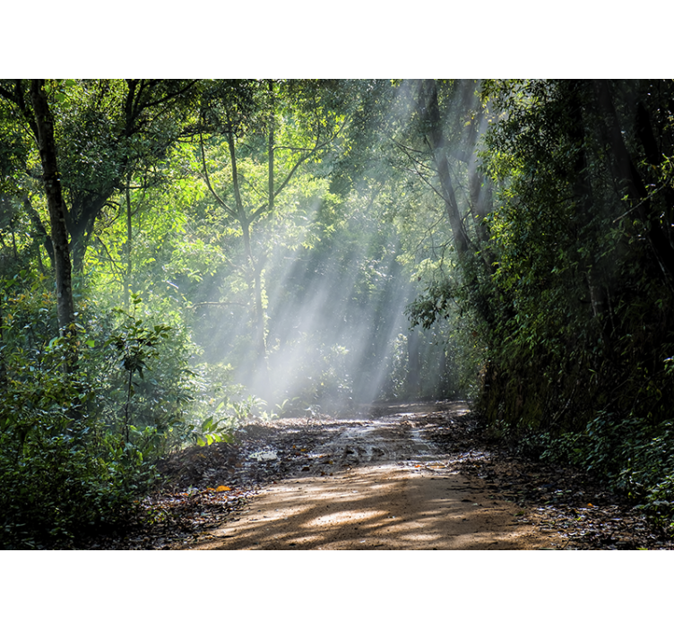 태양 숲 벽 벽화와 빛 - TenStickers