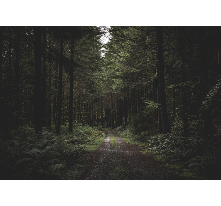 어두운 숲 벽 벽화를 통해 거리 - TenStickers
