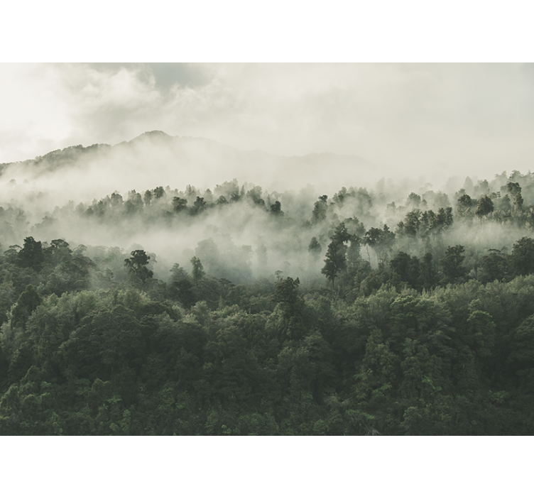 숲 벽 벽화 위에서 내려다본 안개 낀 숲 - TenStickers