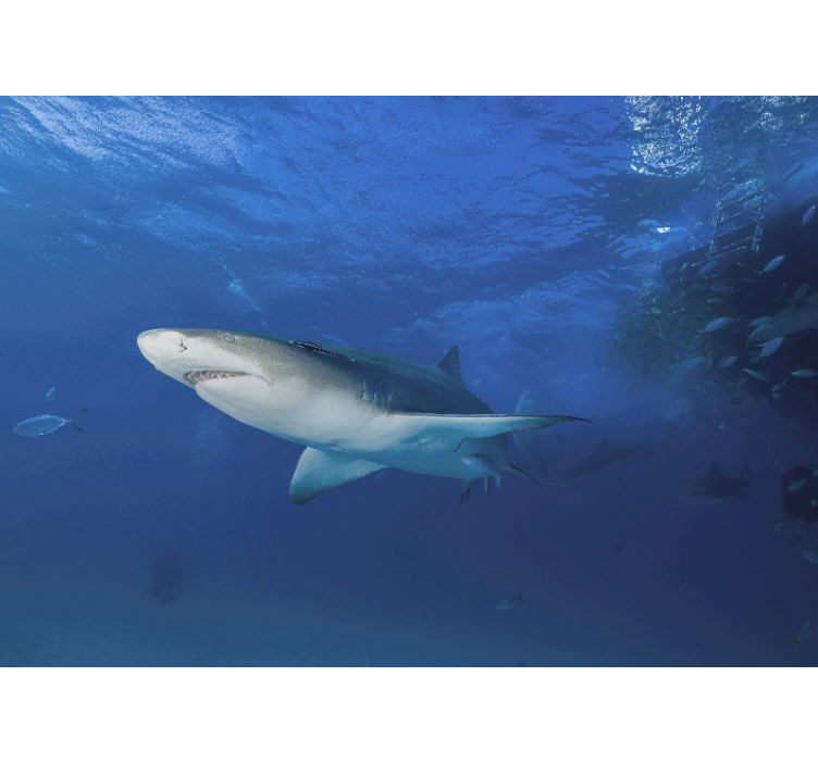 바다 벽 벽화에서 수영하는 상어 - TenStickers