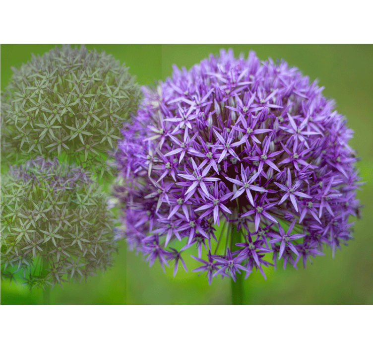 양귀비 벽 벽화 보라색 꽃다발 디자인 - TenStickers