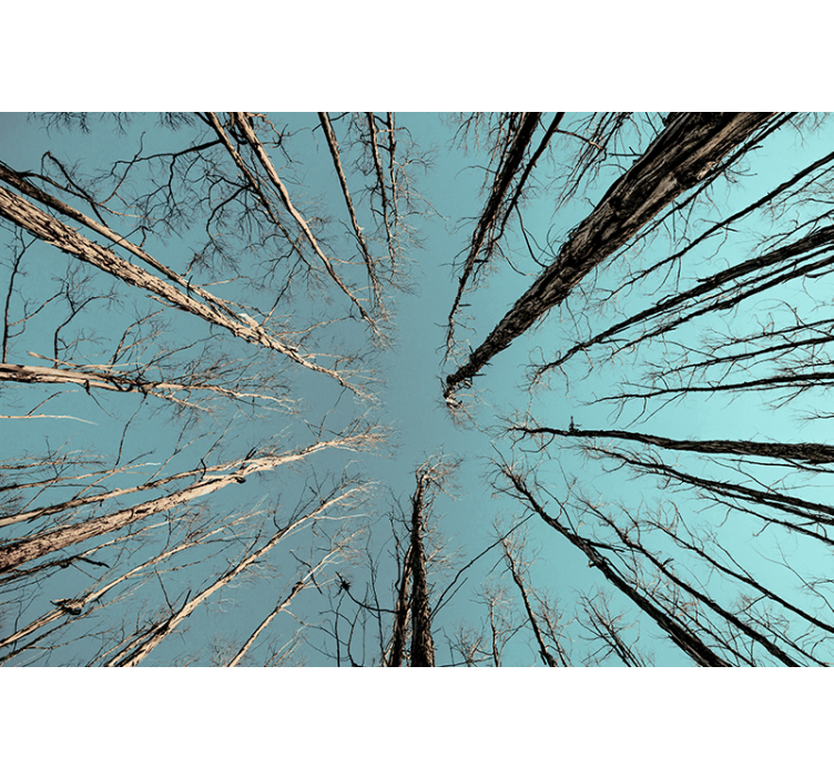 나무 벽 벽화 하늘을 향해 뻗은 나무 - TenStickers