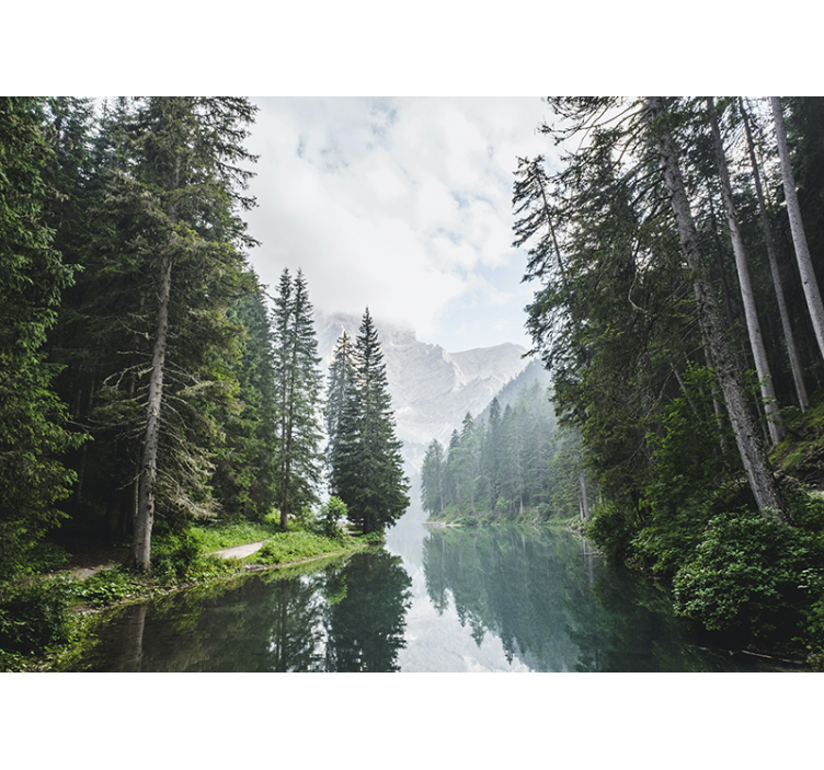 풍경 벽 벽화 고요한 숲의 메아리 - TenStickers