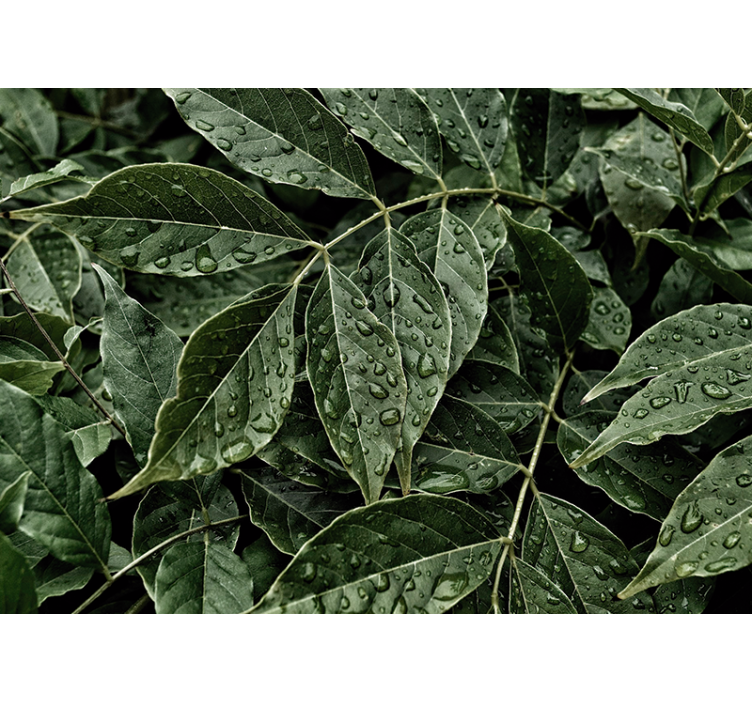 포토 뮤럴 자연 생동감 넘치는 나뭇잎 표면 - TenStickers