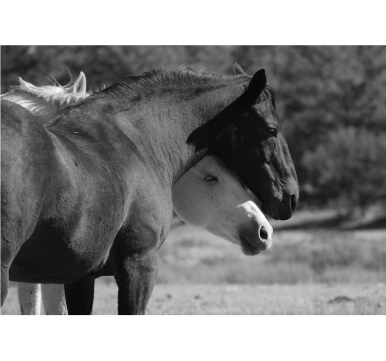 동물 벽 벽화 말의 동반자 관계 - TenStickers