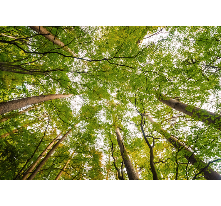 키 큰 나무 숲 벽 벽화 - TenStickers