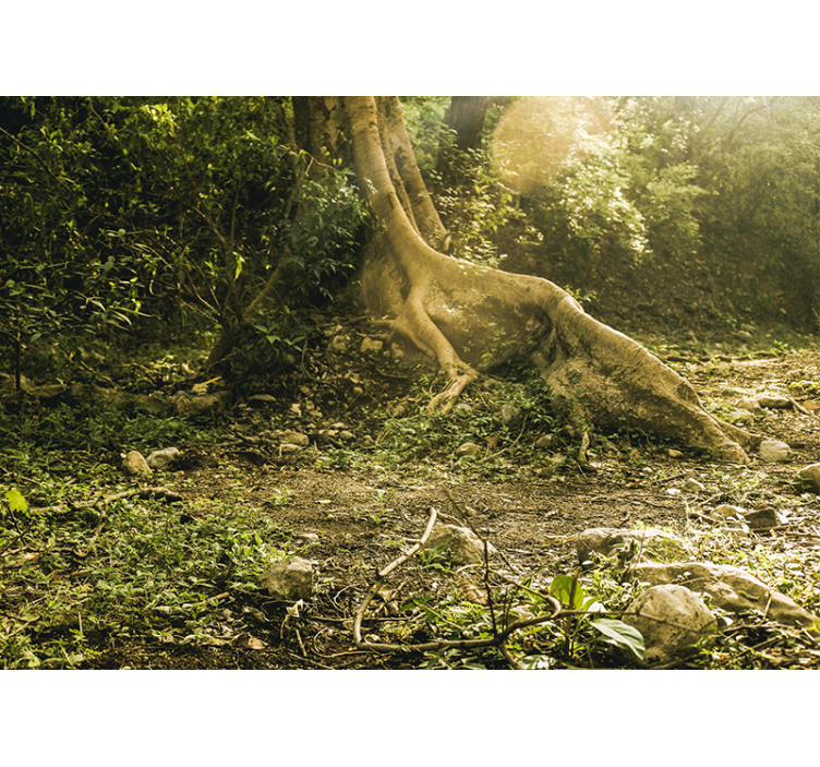 아름다운 나무로 덮인 숲 벽 벽화 - TenStickers