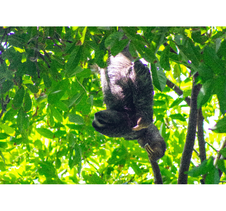 동물 벽 벽화 나무늘보와 초록 식물 - TenStickers