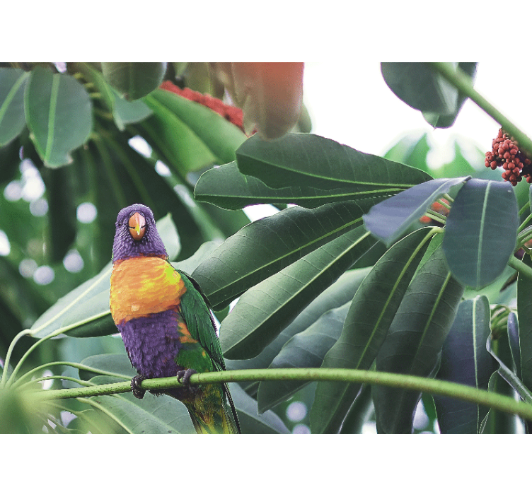 동물 벽 벽화 화려한 앵무새 앉아있기 - TenStickers