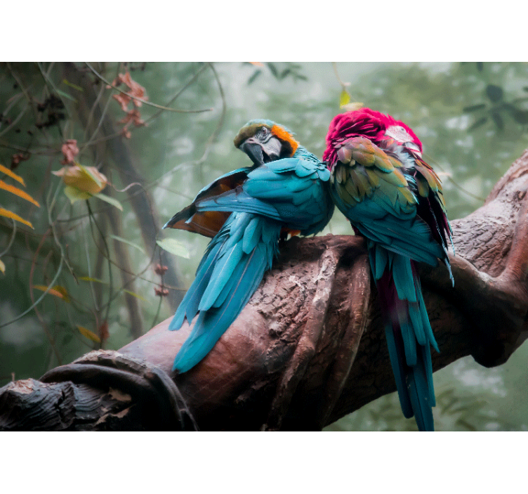 동물 벽 벽화 화려한 앵무새의 포옹 - TenStickers