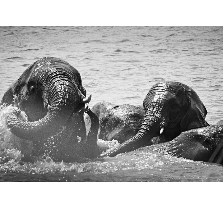 동물 벽 벽화 코끼리의 액체 속에서 - TenStickers