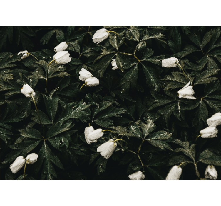 꽃 벽 벽화 부드러운 흰 꽃 - TenStickers