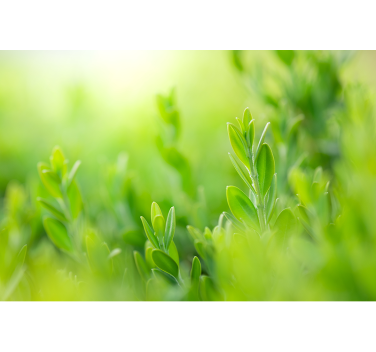 포토 뮤럴 자연 푸르른 식물 클로즈업 - TenStickers