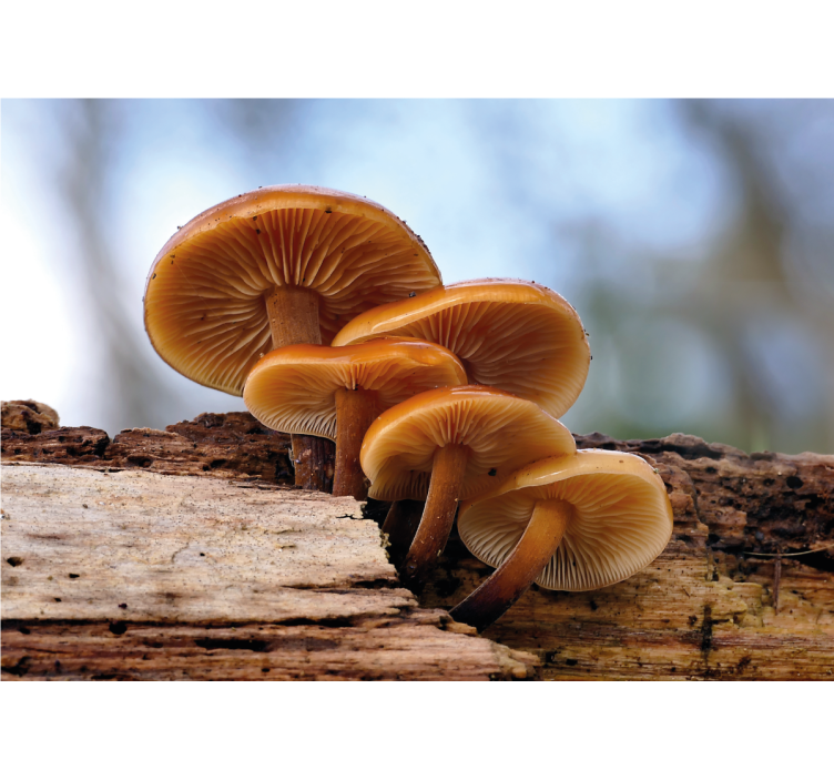 꽃 벽 벽화 버섯 군락 - TenStickers