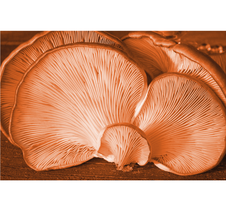 꽃 벽 벽화 버섯 질감 디스플레이 - TenStickers