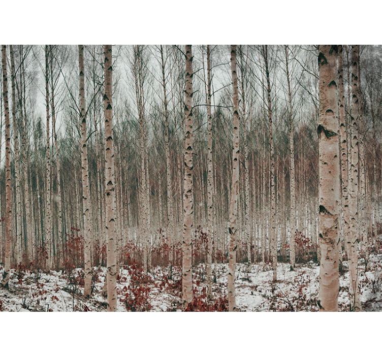 숲 벽 벽화 자작나무 풍경 - TenStickers