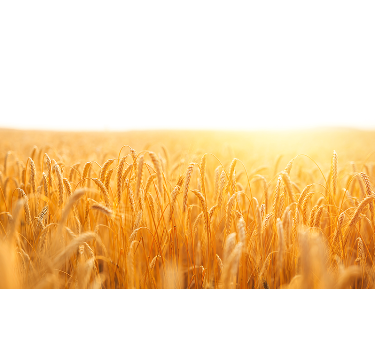 밀밭 미적 색상 자연 벽 벽화 - TenStickers