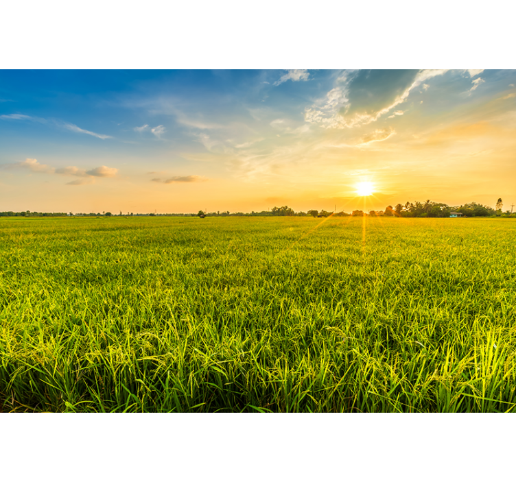 풍경 벽 벽화 초록 들판 위의 석양 - TenStickers