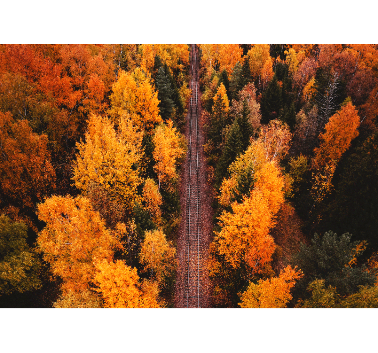 풍경 벽 벽화 가을 숲길 - TenStickers