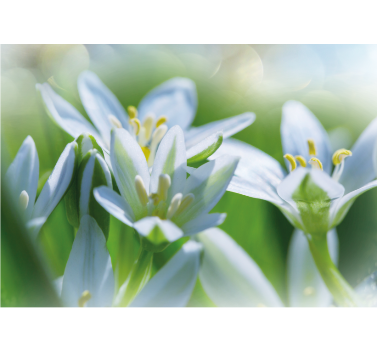 꽃 벽 벽화 부드러운 하얀 꽃들 - TenStickers