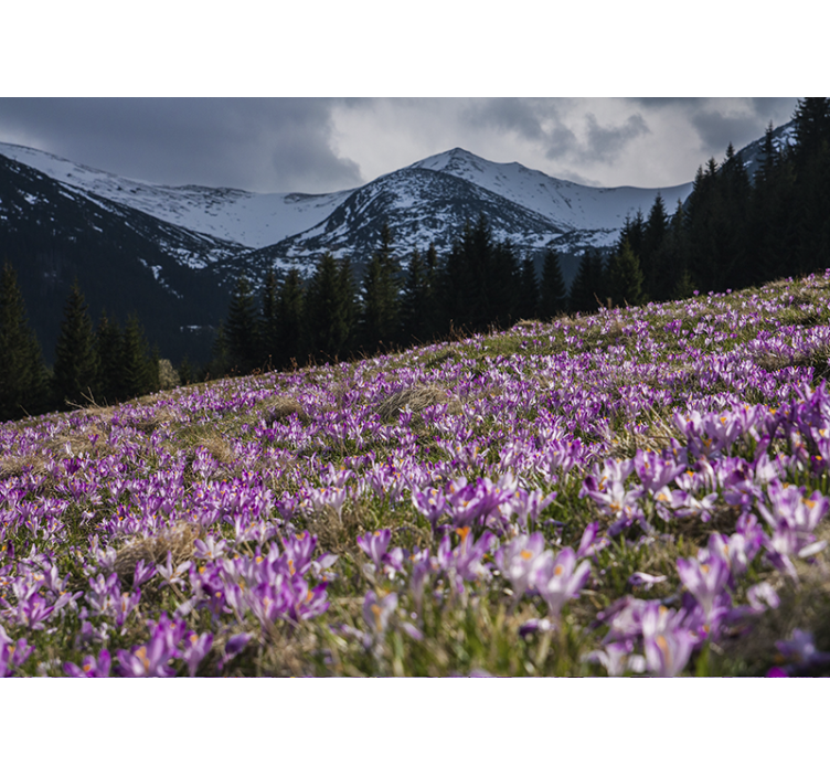 크로커스 꽃의 아름다운 초원 벽화 - TenStickers