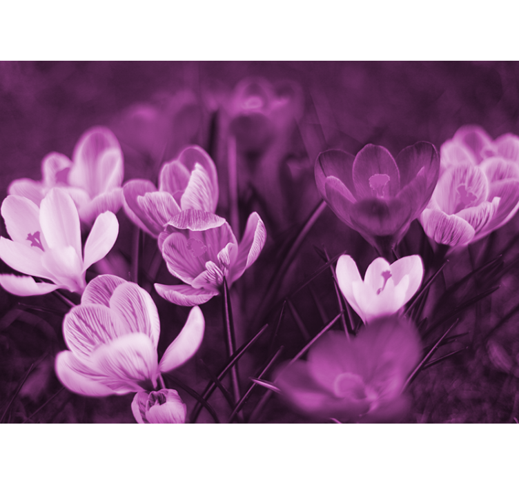 양귀비 벽 벽화 섬세한 꽃의 만개 - TenStickers