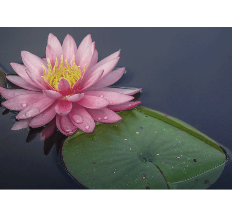 다른 꽃 벽 벽화 고요한 분홍 연꽃 - TenStickers