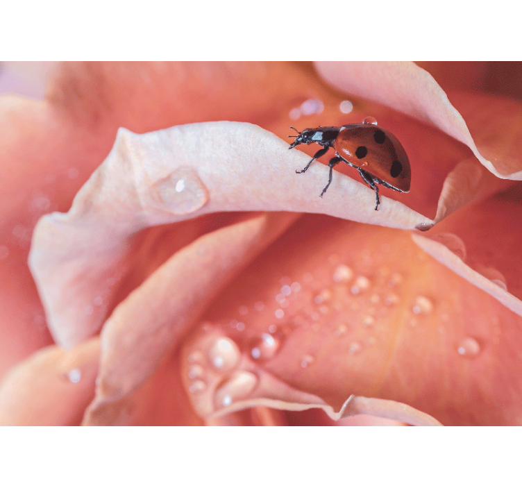 꽃 벽 벽화 - 꽃잎 위의 무당벌레 - TenStickers