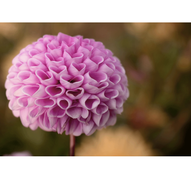 꽃 벽 벽화 핑크 플로럴 스피어 - TenStickers