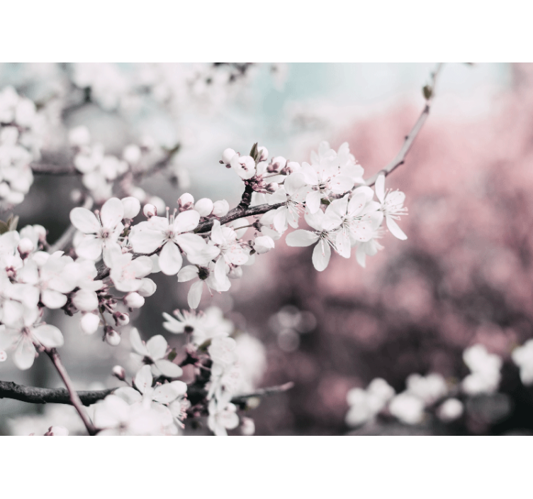 꽃 벽 벽화 사쿠라 블룸 가지 - TenStickers