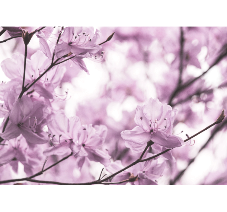 꽃 벽 벽화 섬세한 분홍 꽃들 - TenStickers