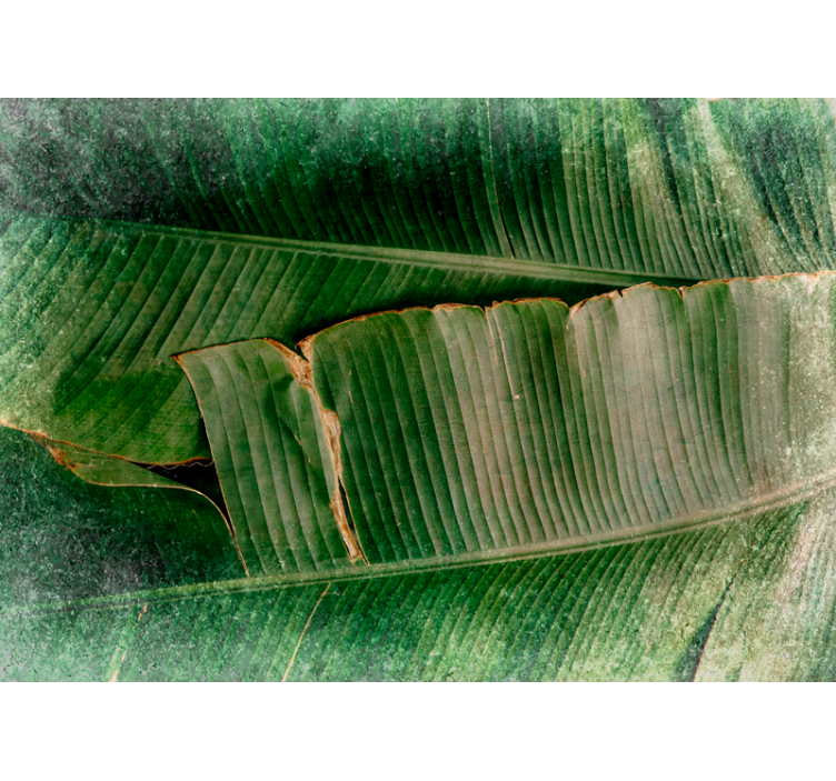 포토 뮤럴 자연 생동감 넘치는 나뭇잎 층들 - TenStickers