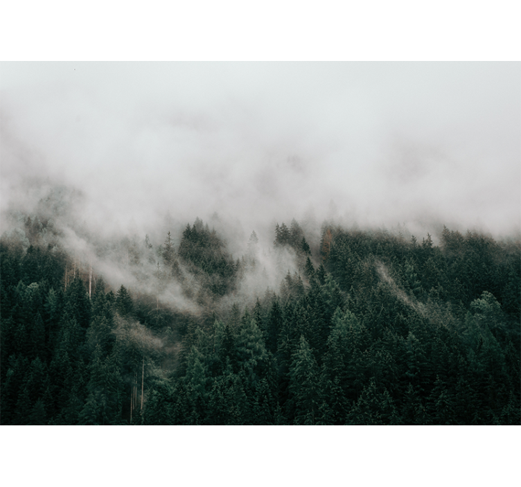 숲 벽 벽화 안개 낀 숲 풍경 - TenStickers