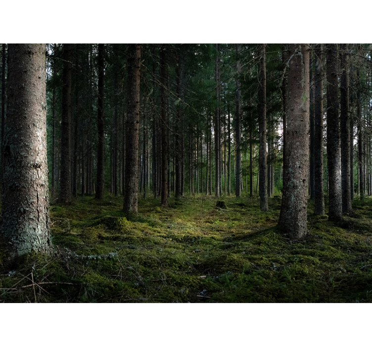 숲 벽 벽화 고요한 풍경 - TenStickers