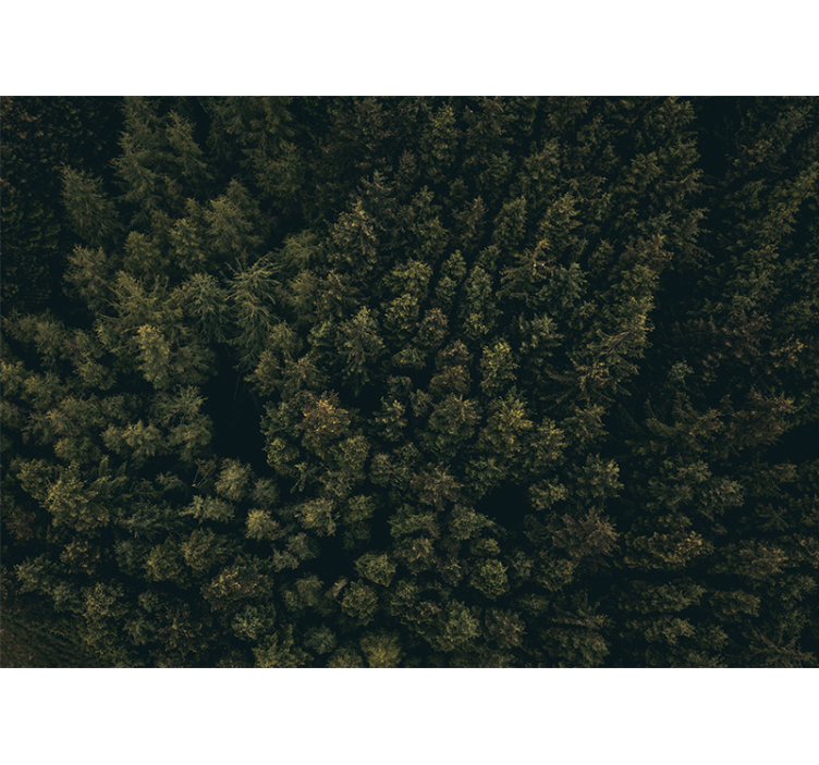 포토 뮤럴 자연 울창한 녹음의 캐노피 - TenStickers