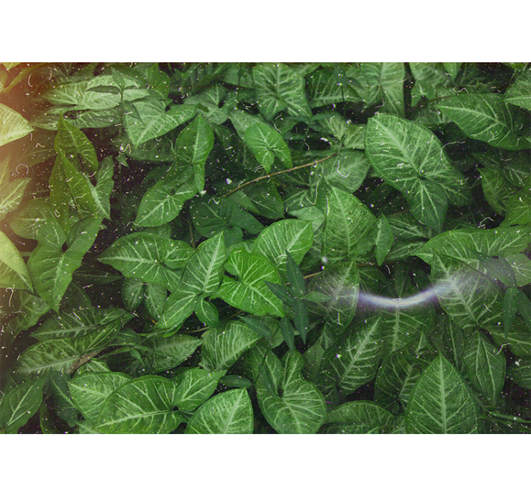 포토 뮤럴 자연 생동감 넘치는 잎사귀 구성 - TenStickers