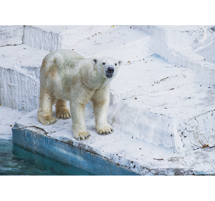 동물 벽 벽화 북극곰 자세 - TenStickers