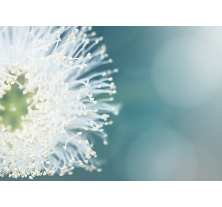 꽃 벽 벽화 민들레 씨앗 - TenStickers