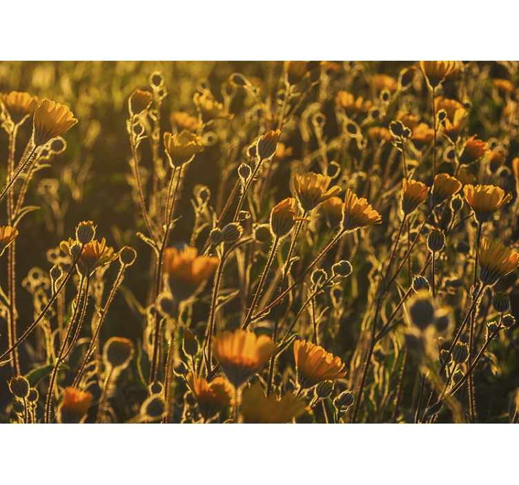 꽃 벽 벽화 황금빛 피어나는 꽃들 - TenStickers