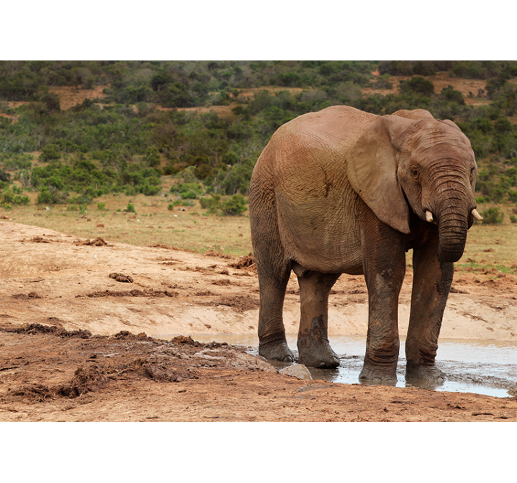 진흙 투성이의 코끼리 벽화 - TenStickers