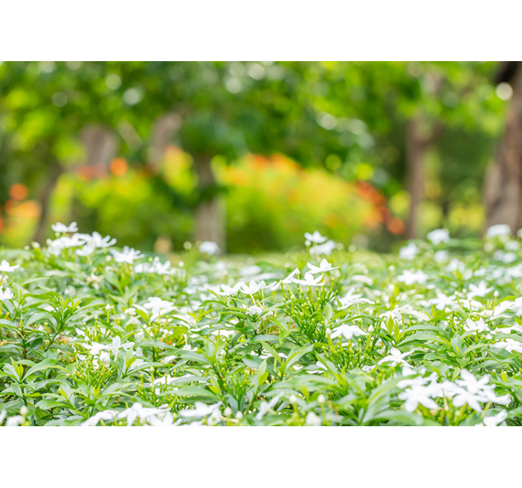 꽃 벽 벽화 풍성한 흰 꽃 - TenStickers