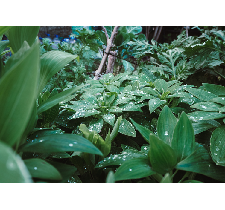 포토 뮤럴 자연 무성한 녹색 질감 - TenStickers