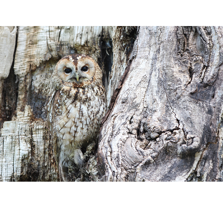 동물 벽 벽화 현명한 올빼미 초상화 - TenStickers