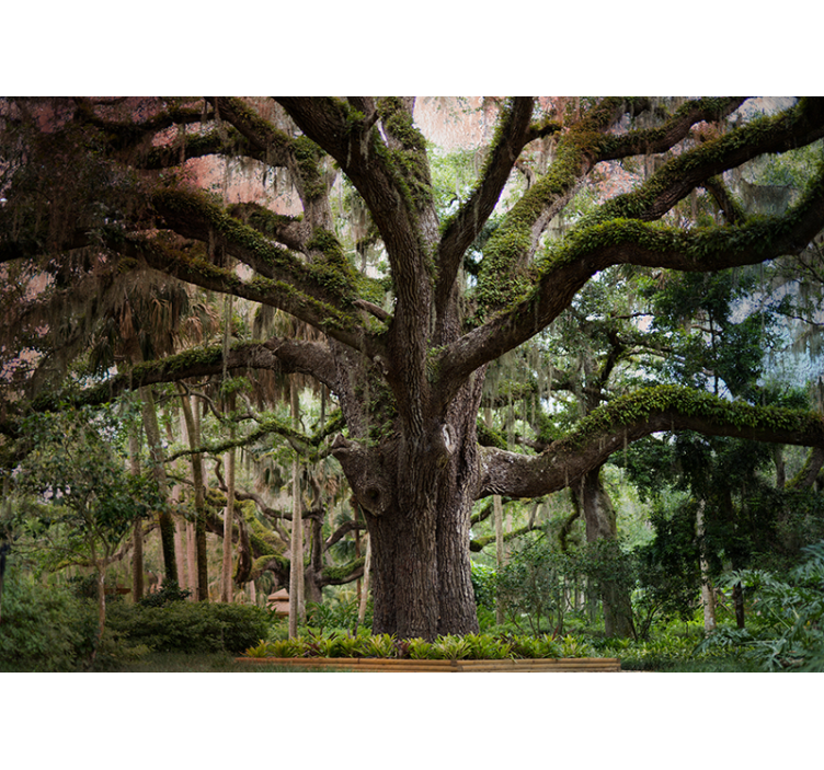 숲 벽 벽화 장엄한 참나무 - TenStickers