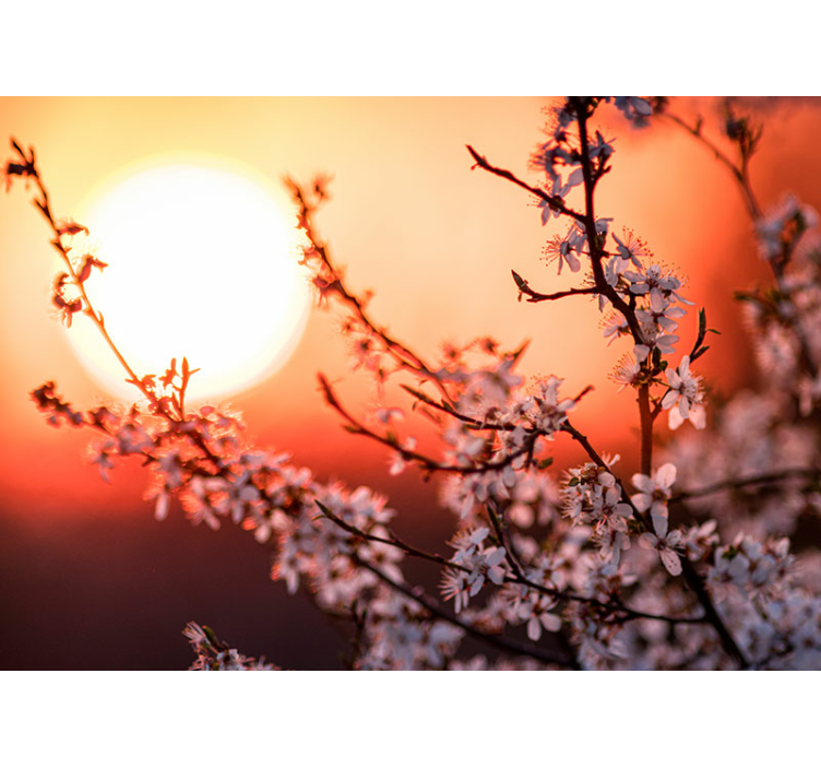 꽃 벽 벽화 일몰 꽃놀이 - TenStickers