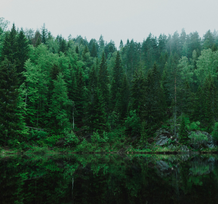 나무 벽 벽화 깊은 숲 - TenStickers