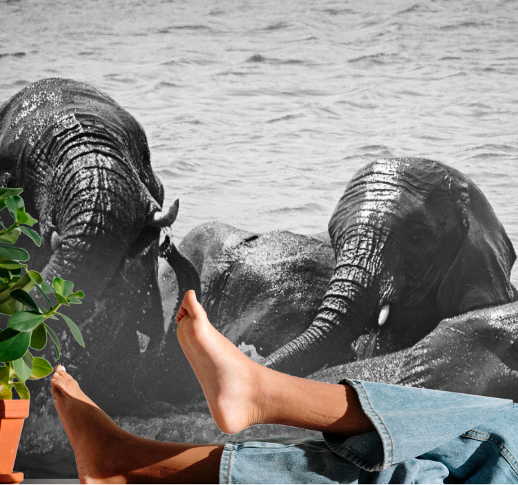 동물 벽 벽화 코끼리의 액체 속에서 - TenStickers