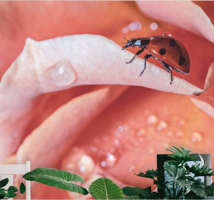 꽃 벽 벽화 - 꽃잎 위의 무당벌레 - TenStickers