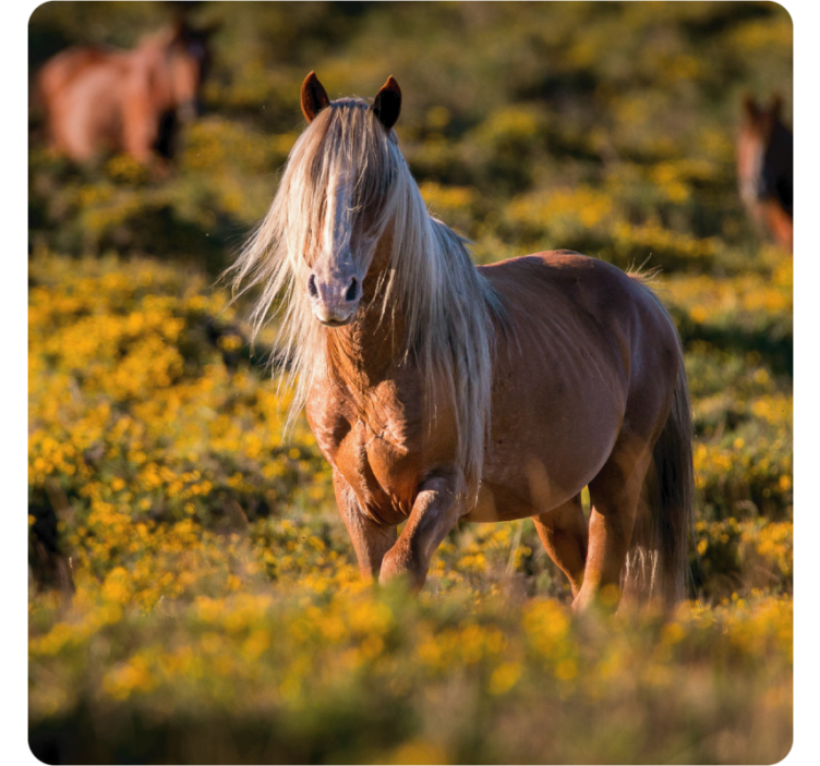 모던 포스트 분지 들판의 위엄 있는 말 - TenStickers