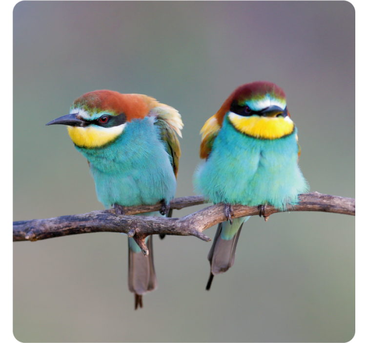 두 개의 파란색 새 현대 코스터 - TenStickers